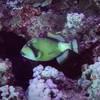 Picture taken during the dive