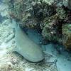 Picture taken during the dive