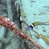Picture taken during the dive