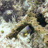 Picture taken during the dive