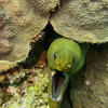 Picture taken during the dive