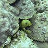 Picture taken during the dive