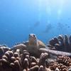 Picture taken during the dive