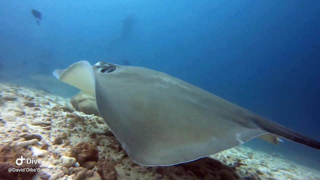 Dive Bandos - Dive Center