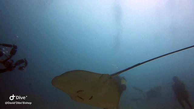 Dive Bandos - Dive Center