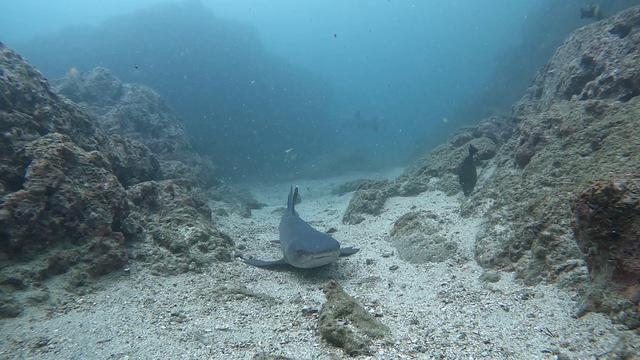 Diving in Costa Rica, Cocos Playa CS - By David 'dibs' Bishop