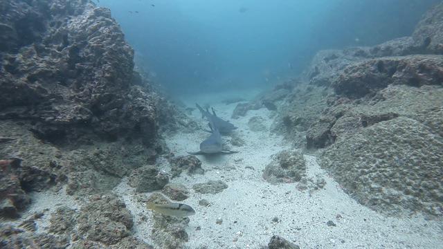 Diving in Costa Rica, Cocos Playa CS - By David 'dibs' Bishop