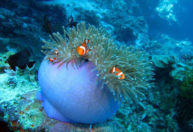 Pata Negra Dive Center - Dive Center in Philippines