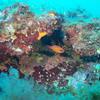 Picture taken during the dive