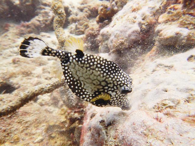 Atlantis Diving - Dive Center in Netherlands Antilles