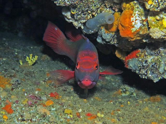 Aquasportdiving - Dive Center in Spain