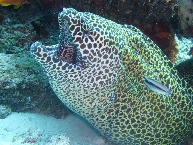 Dive Club Maldives - Dive Center in Maldives