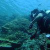 Picture taken during the dive