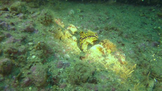 Discovery Diving Co., Inc. - Dive Center in United States