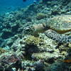 Picture taken during the dive