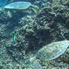 Picture taken during the dive