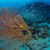 Picture taken during the dive