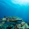 Picture taken during the dive