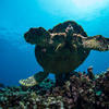 Picture taken during the dive