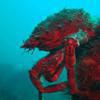 Picture taken during the dive