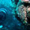 Picture taken during the dive