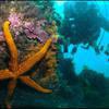 Picture taken during the dive