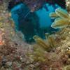 Picture taken during the dive