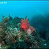 Picture taken during the dive