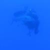 Picture taken during the dive