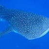 Picture taken during the dive
