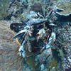 Picture taken during the dive