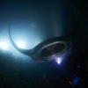 Picture taken during the dive