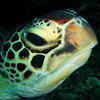 Picture taken during the dive