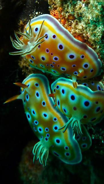 Lumba Lumba Diving Centre - Dive Center in Indonesia