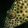 Picture taken during the dive