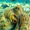 Picture taken during the dive