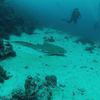 Picture taken during the dive