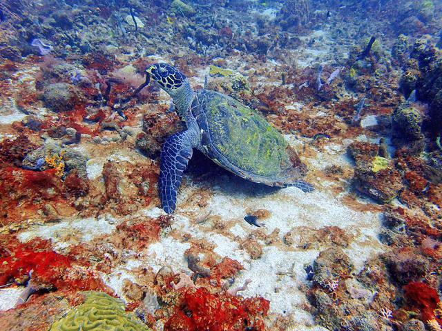 Scuba Steve's Diving Ltd. - Dive Center in Saint Lucia