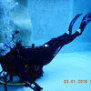 Picture taken during the dive