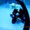 Picture taken during the dive
