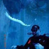 Picture taken during the dive