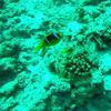 Picture taken during the dive