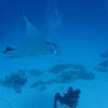 Picture taken during the dive