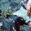 Picture taken during the dive