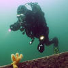 Picture taken during the dive
