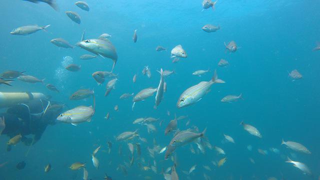 Diverstec - Dive Center in Brazil