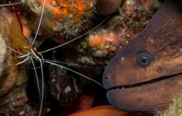 Rubiah Tirta Divers - Dive Center in Indonesia