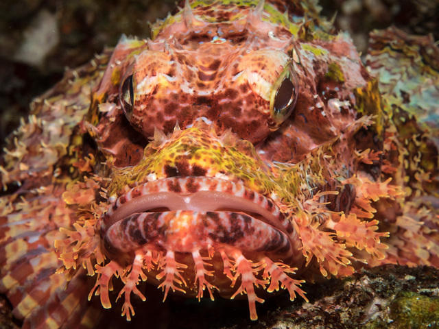 Rubiah Tirta Divers - Dive Center in Indonesia