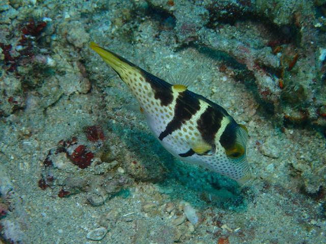 Divenet Philippines - Dive Center in Philippines