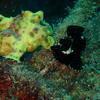 Picture taken during the dive